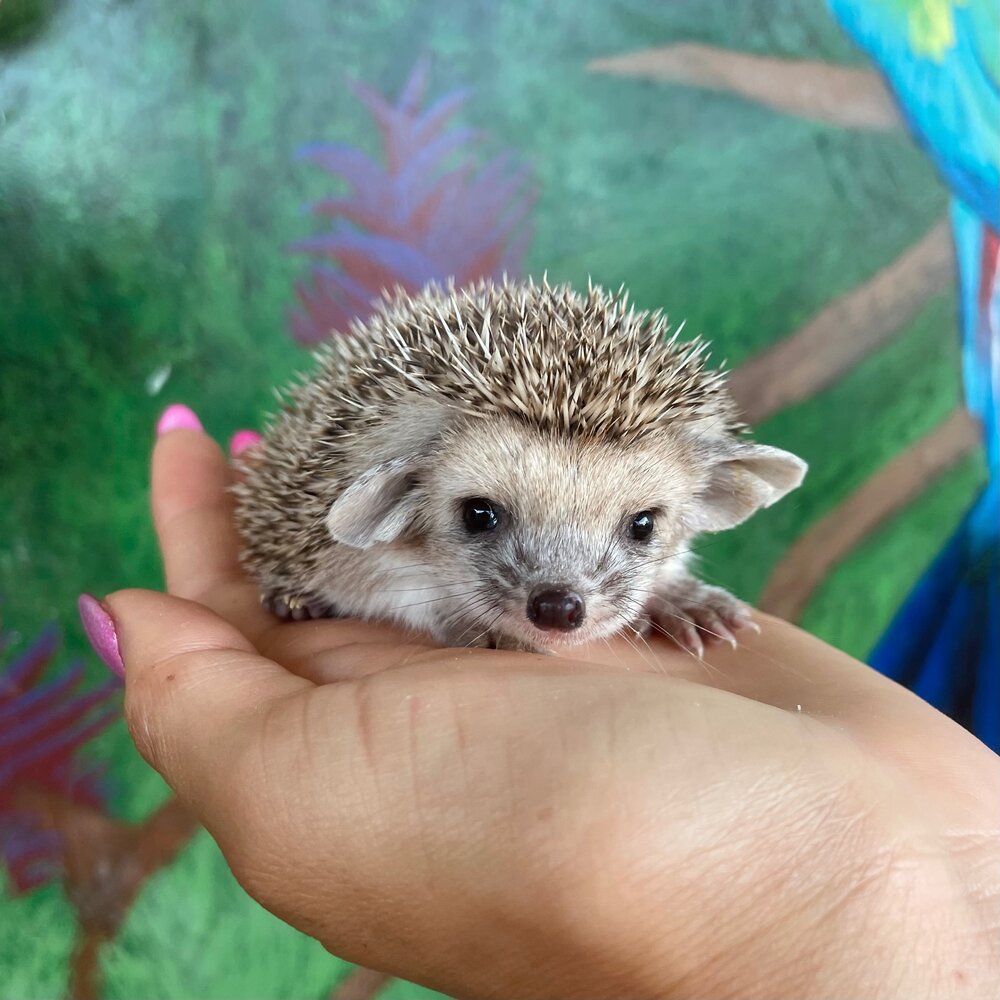hedgehog pet for sale