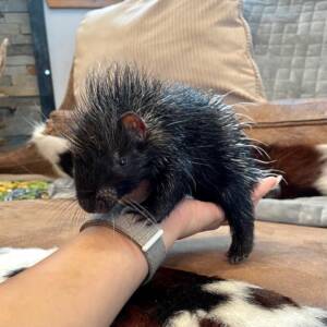 african crested porcupine