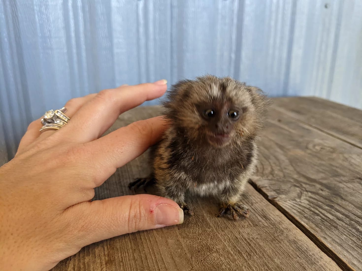 marmosets monkey for sale