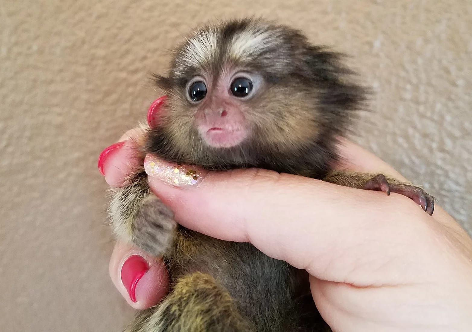 pygmy marmoset for sale