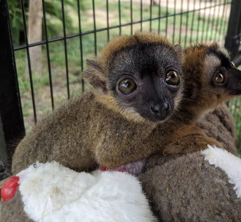 mouse lemur for sale