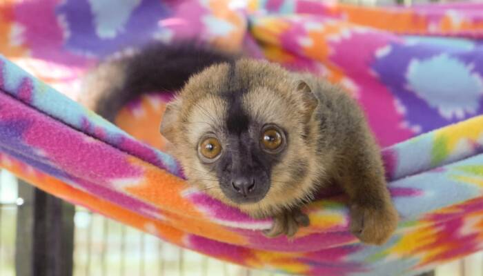 lemur for sale texas