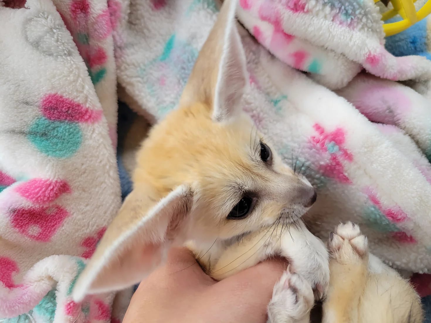 fennec fox for sale