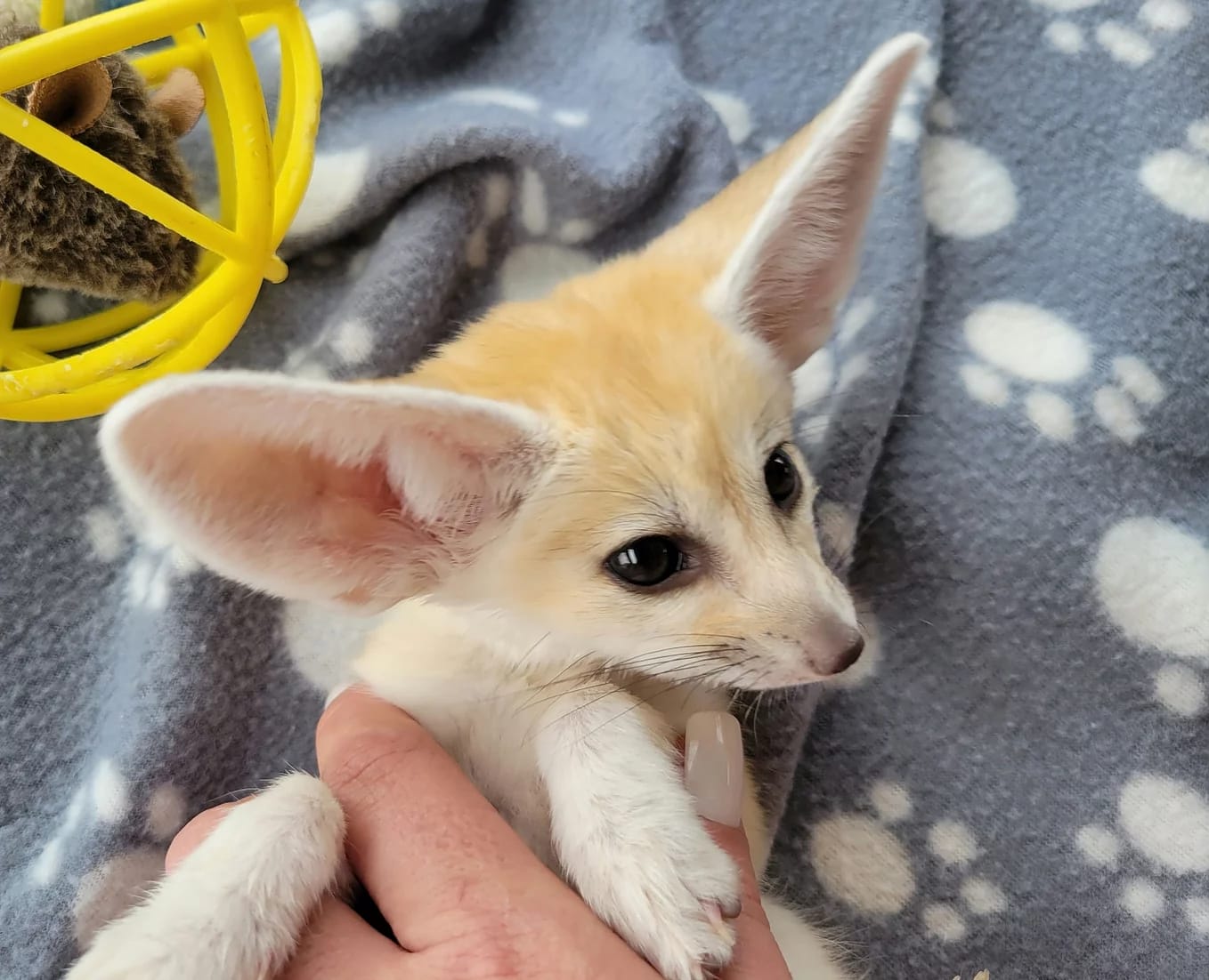 fennec fox pet for sale