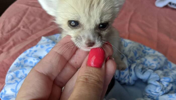 fennec fox for sale ny