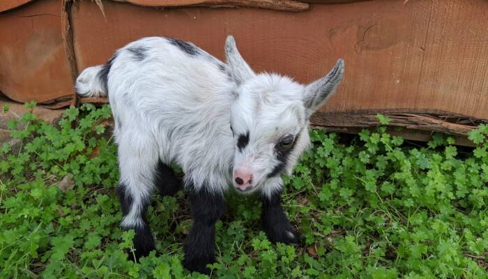 baby goats for sale