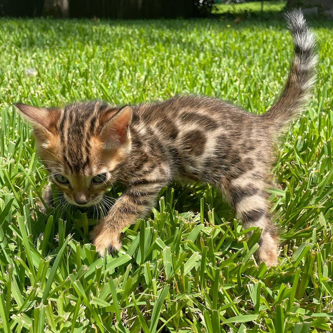 bengal cat for sale