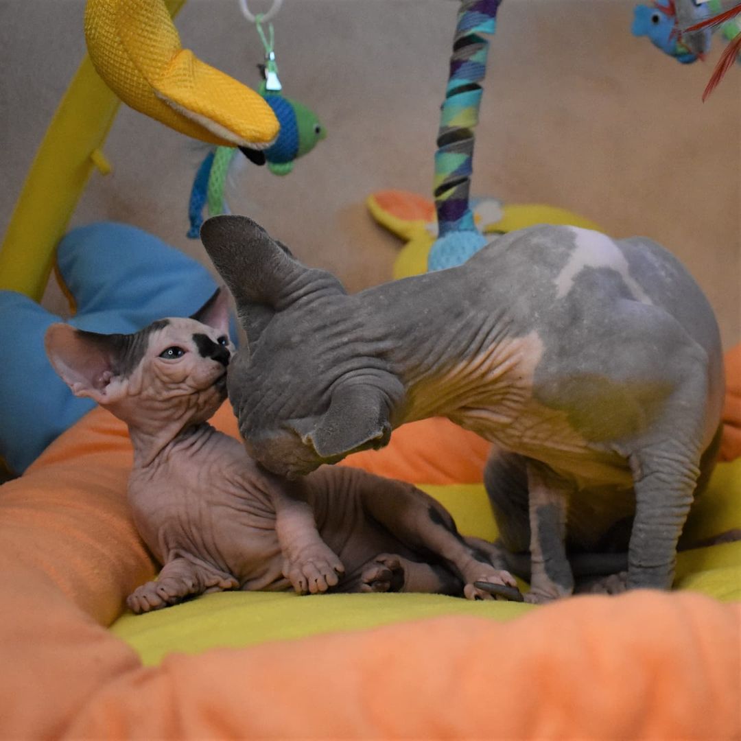 Sphynx cat for sale