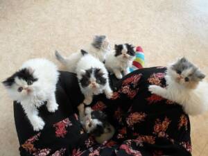 Persian cat for sale,