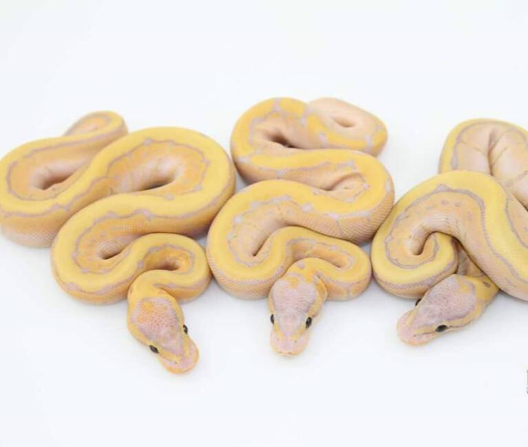 Banana Pinstripe Ball Python