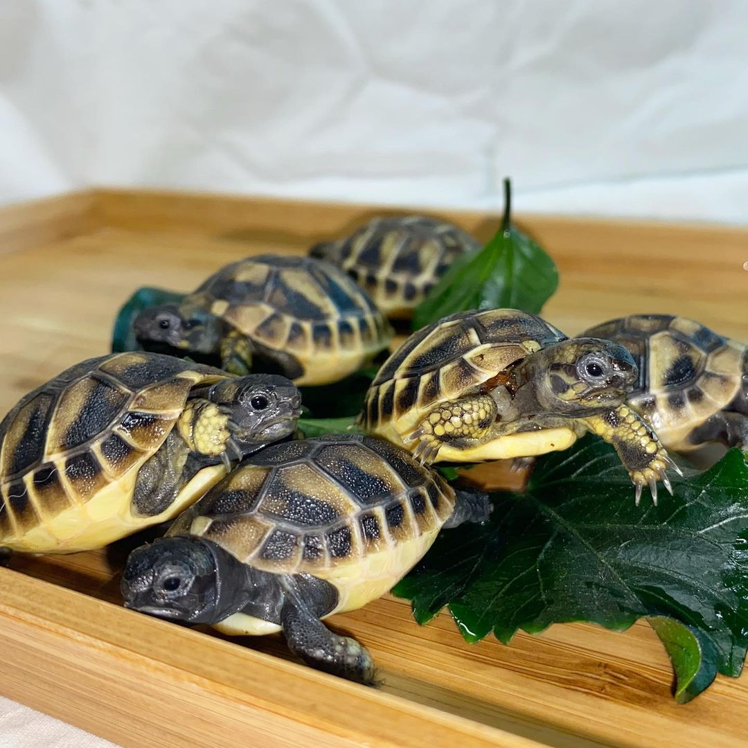 Hermann tortoise for sale
