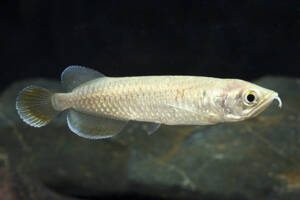 Jardini Arowana Fish – Australian Arowana for sale