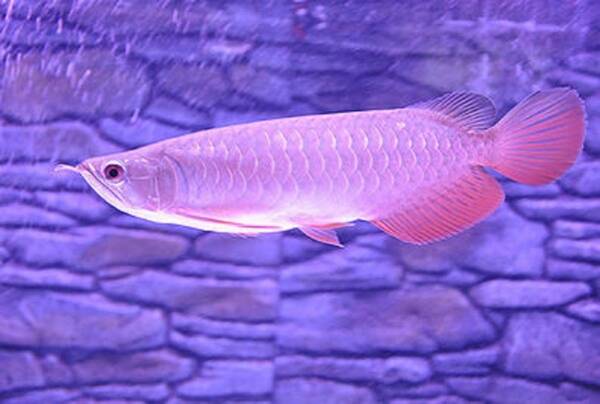 Buy Banjar Red Arowana Fish For Sale